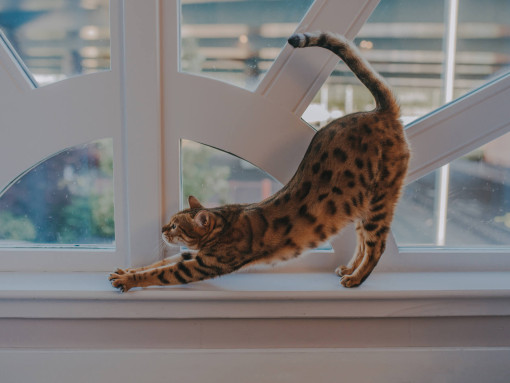 Бенгальская кошка