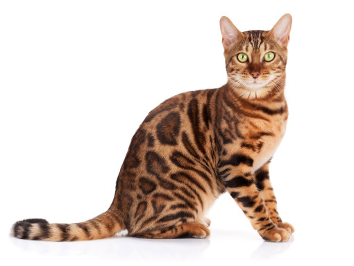 Бенгальская кошка