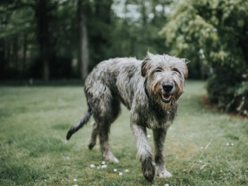 Ирландский волкодав