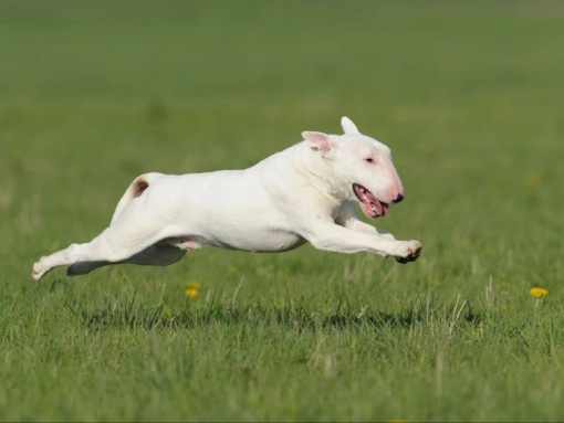 Бультерьер