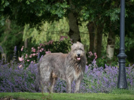 Ирландский волкодав