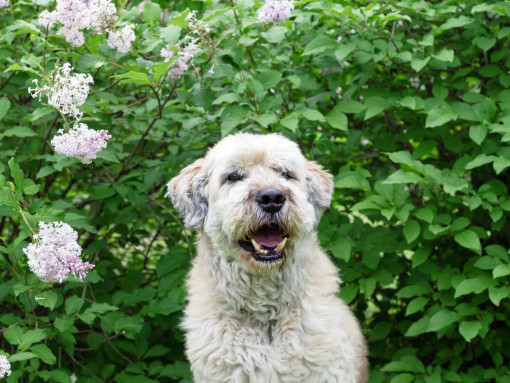 Южнорусская овчарка