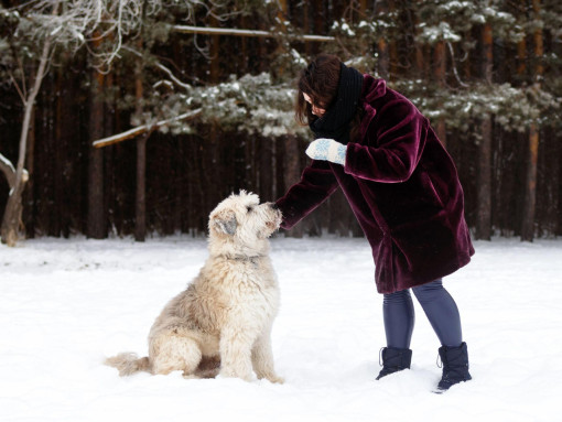 Южнорусская овчарка