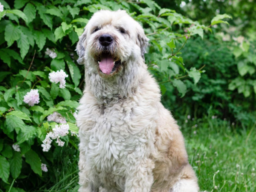 Южнорусская овчарка