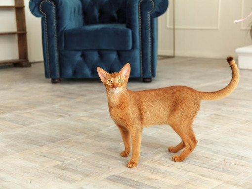 Абиссинская