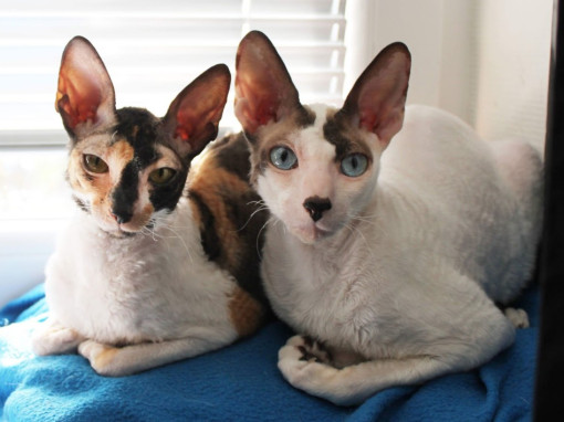 Корниш-рекс