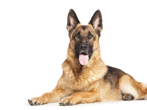 Немецкая овчарка