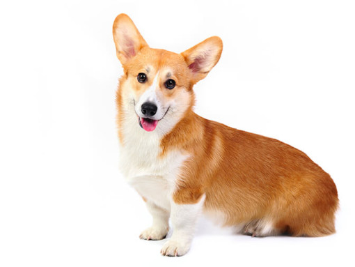 Вельш-корги пемброк