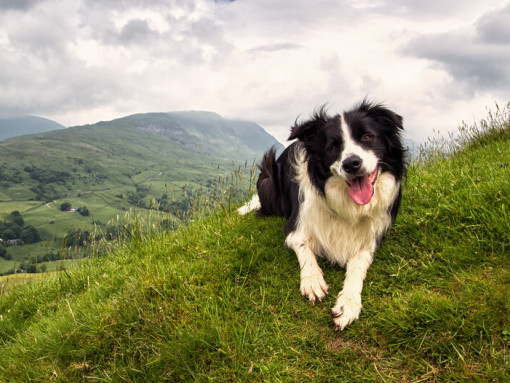 Border Collie