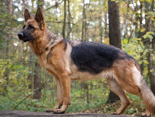 Кобель Немецкой овчарки