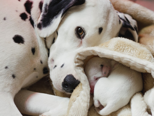 Собака с щенком