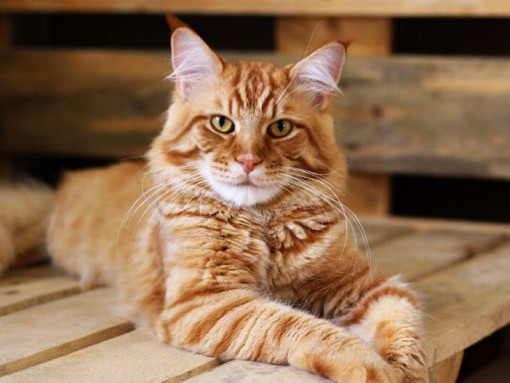 Ginger Maine Coon is lying on the table