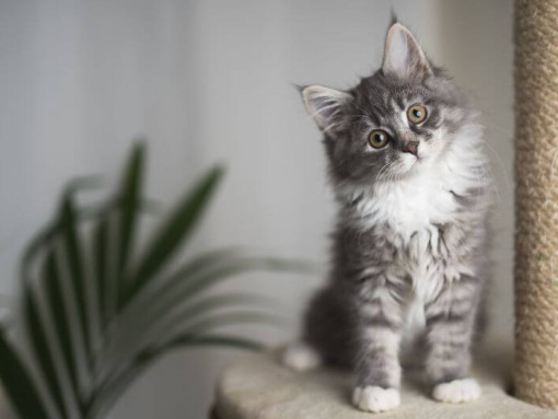 Maine Coon kitten is watching playfully