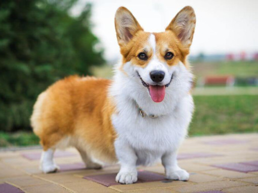 Welsh Corgi standing and looking forward