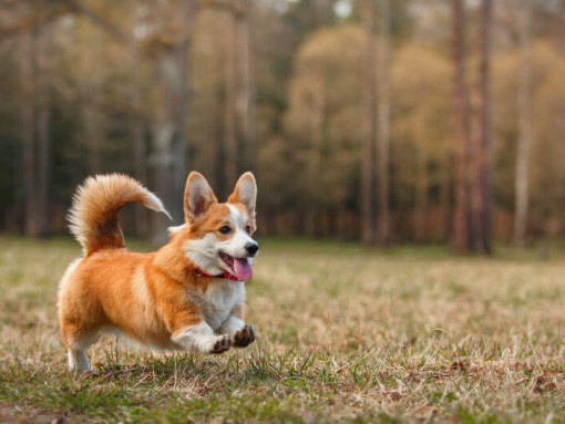 Welsh Corgi running in the wood