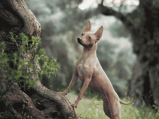 Описание породы американский голый терьер