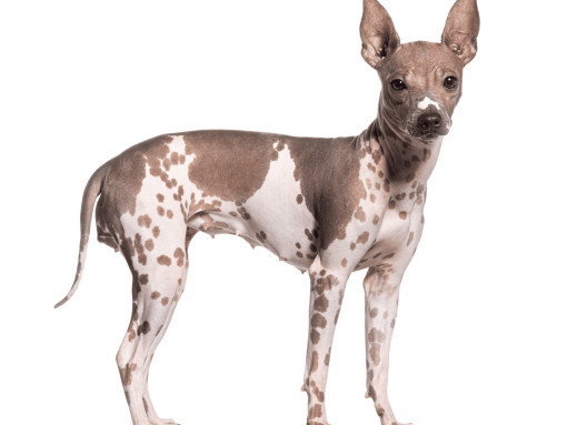 Здоровье и болезни американского голого терьера