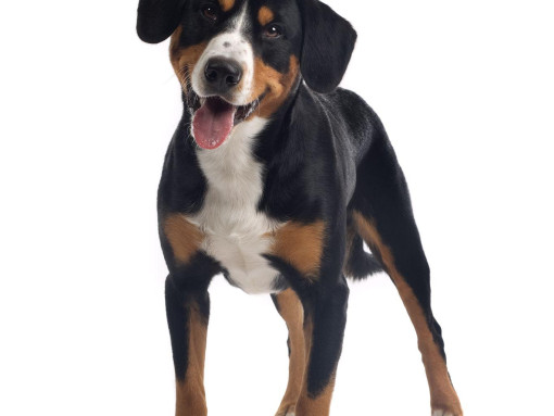 Советы по выбору щенка гросс-зенненхунда