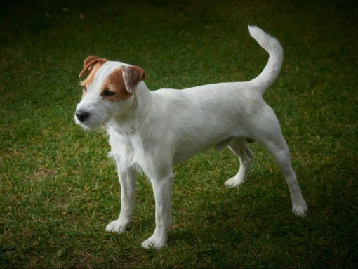 Парсон Рассел Терьер