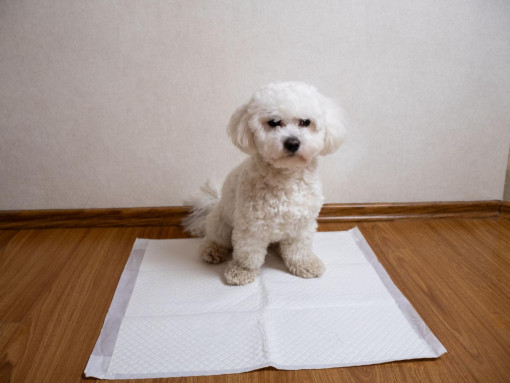 Как приучить к пеленке щенка