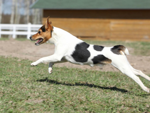 Парсон Рассел Терьер