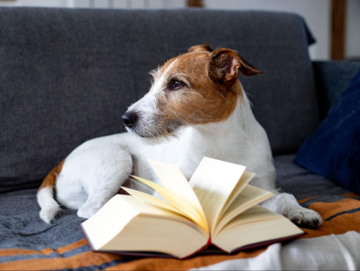 Парсон Рассел Терьер