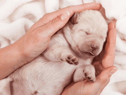 Советы по уходу за слепыми щенками