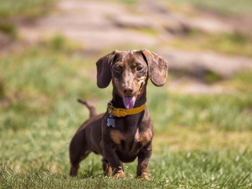 Кроличья такса