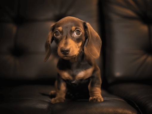 Как выбрать щенка кроличьей таксы