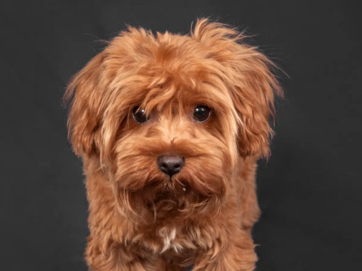 Петербургская орхидея