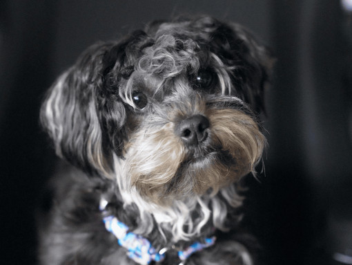 Русская цветная болонка