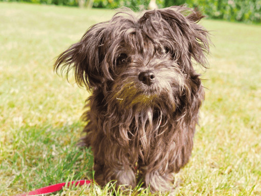 Воспитание и дрессировка