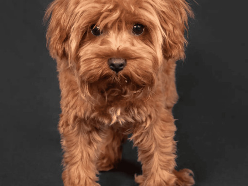 Петербургская орхидея