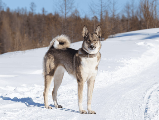 Восточносибирская лайка