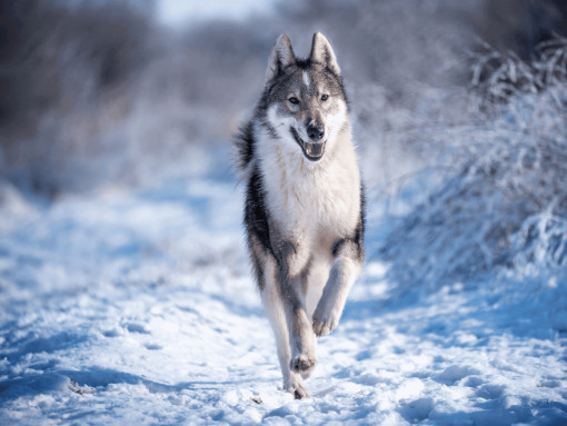 Характер восточносибирской лайки