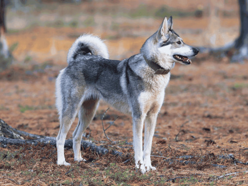 Уход и содержание восточносибирской лайки