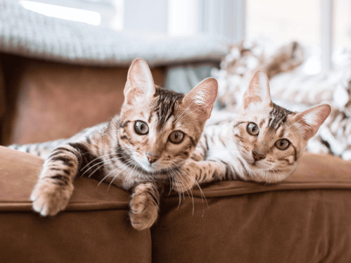 Как подготовить питомца к первому спариванию?