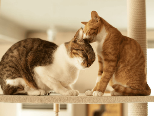 Процесс спаривания